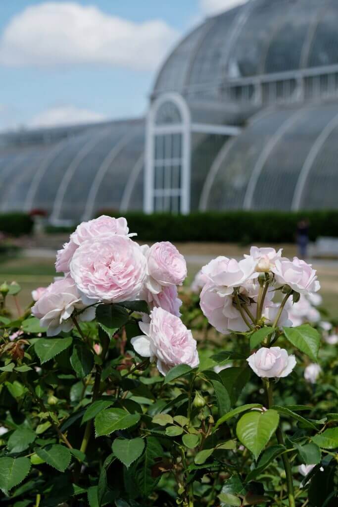 Roses in front of the Palm House, Kew Gardens