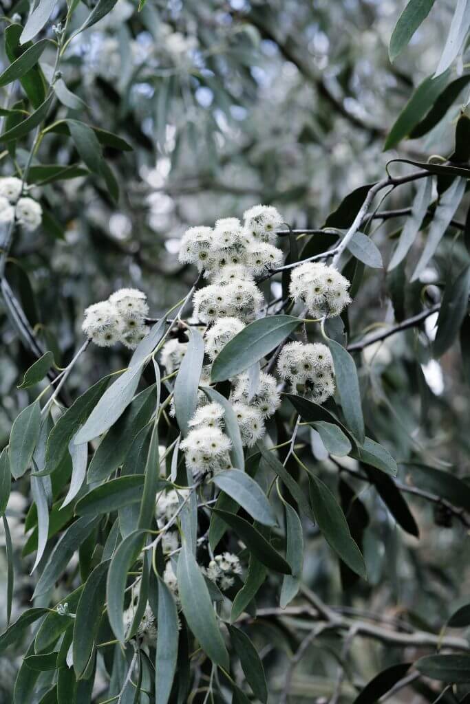 Eucalyptus at Kew Children's Garden