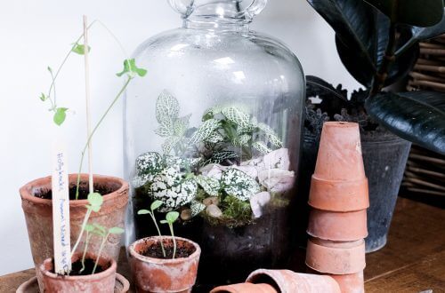 Terrarium from London Terrariums