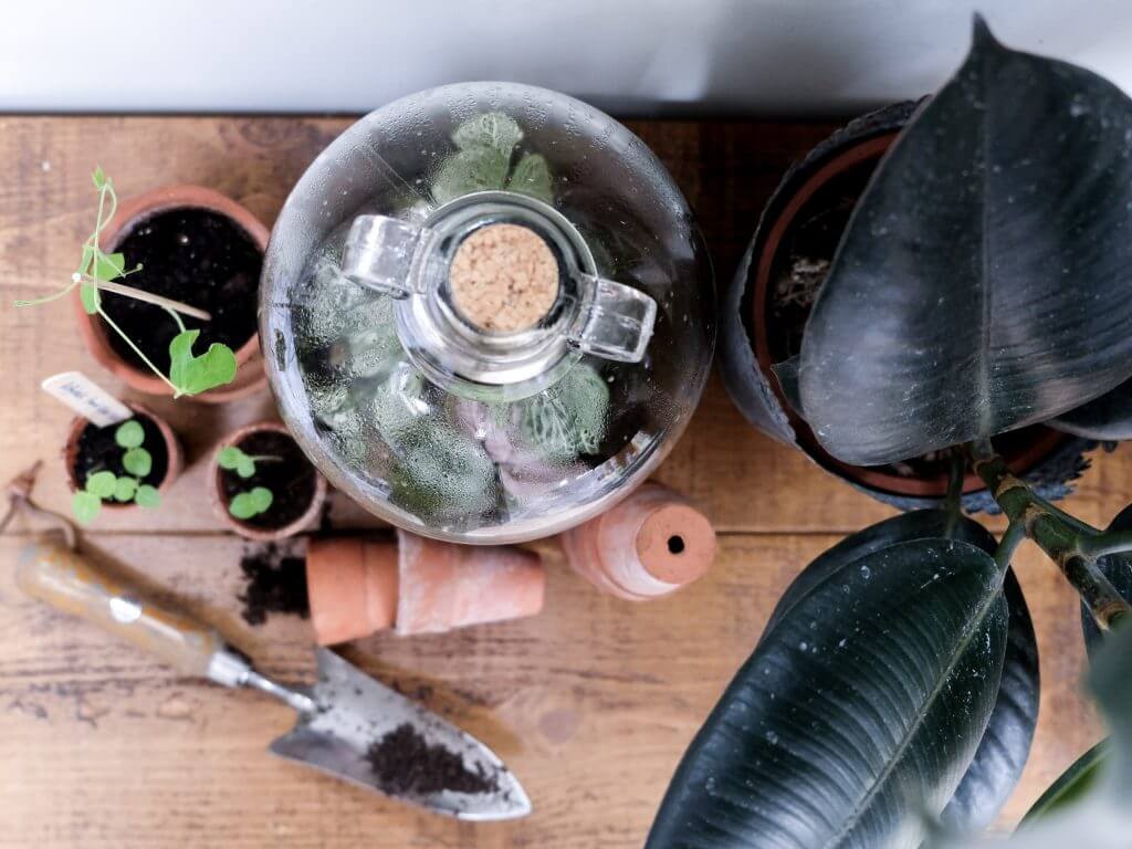 London Terrariums Demijohn Flask