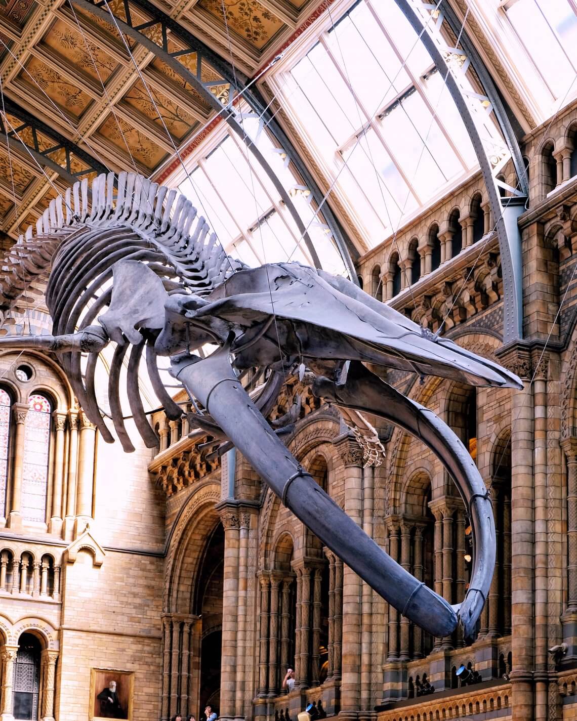 Natural-history-museum-hintze-hall-blue-whale