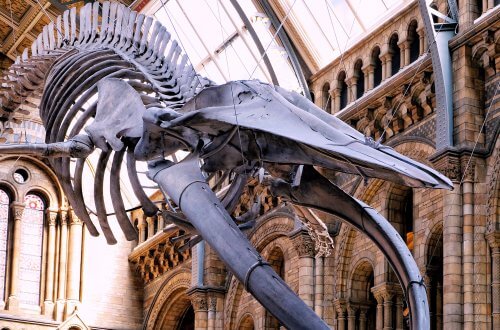 Natural-history-museum-hintze-hall-blue-whale