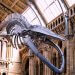 Natural-history-museum-hintze-hall-blue-whale