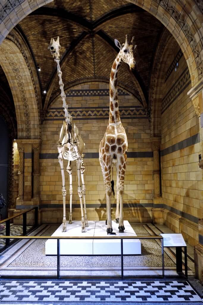 Natural-history-museum-hintze-hall-giraffes