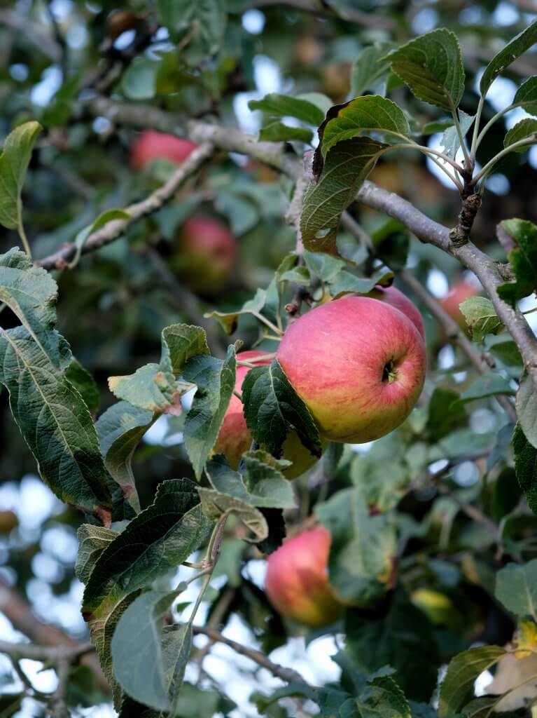 Apple_on_tree_closeup