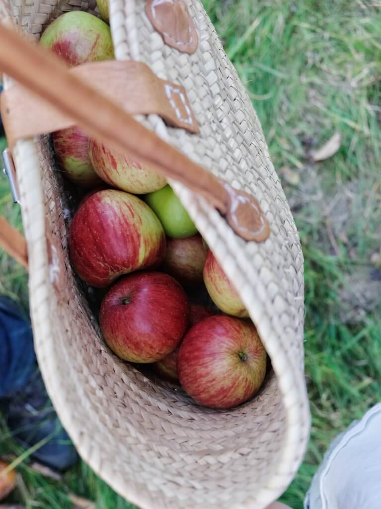 Basket_of_apples