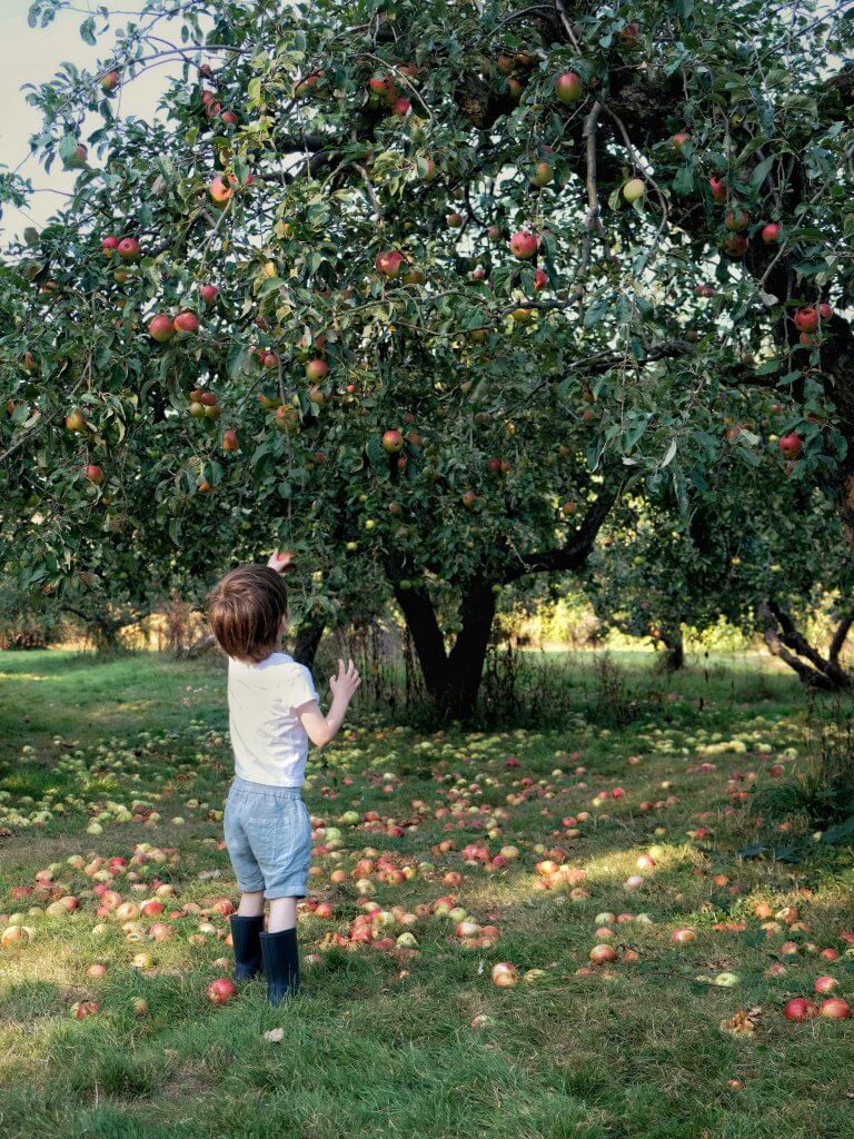 Boy_picking_apples_in_orchard