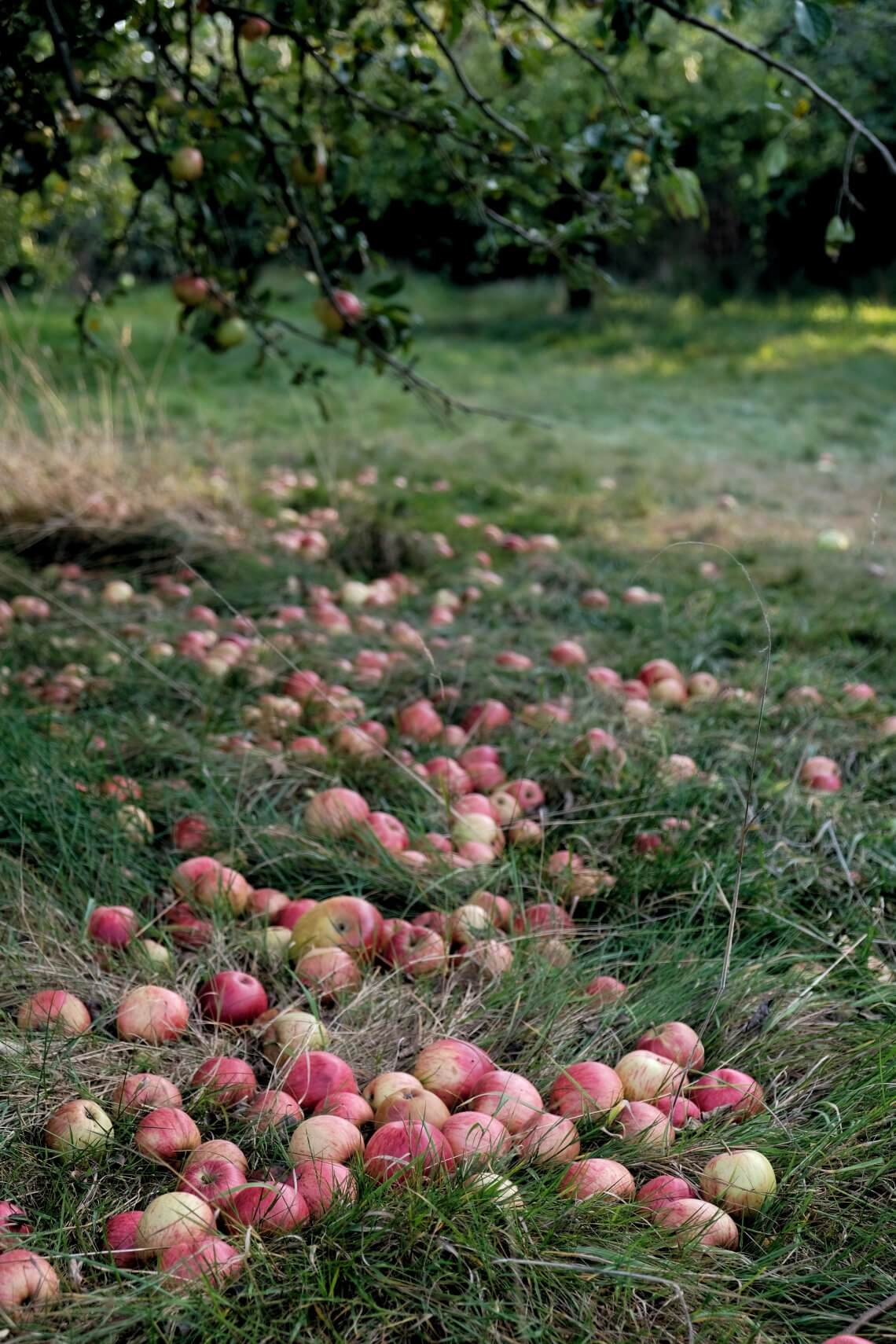 Fallen_apples_on_ground