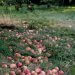 Fallen_apples_on_ground