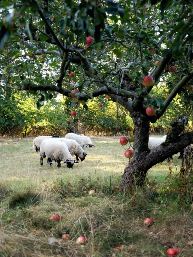 Sheep_in_apple_orchard